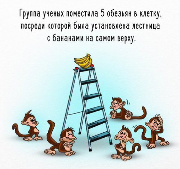 Как работает общество на примере обезьян и бананов. А вам знакомо?