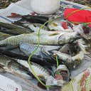 ���� ������, ������������, 68 ��� - ��������� 2 ������� 2016 � ������ ���� ����������