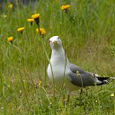 ���� ����������, ������� ��������, 63 ���� - ��������� 10 �������� 2016 � ������ ���������