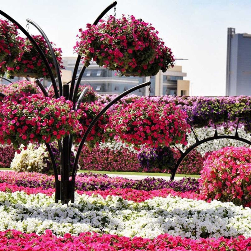 #Dubai Miracle Garden -      , #