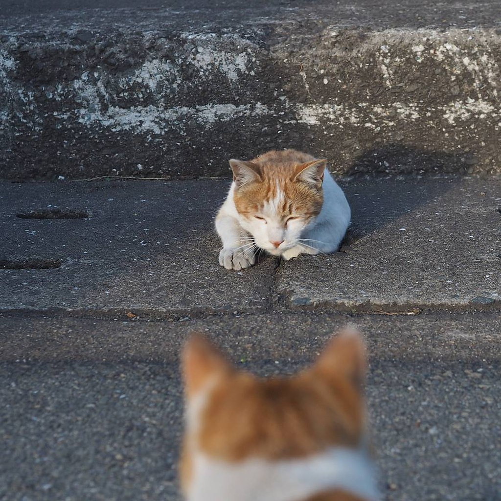 Японский фотограф Ньян Кичи запечатлел игры бродячих кошек | Котизм |  Фотострана | Пост №1345890407