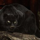 ���� �����, �����-��������� - ��������� 17 ������ 2016 � ������ ���� ����������