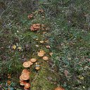 ������� �������. �� ������� ��������.�