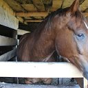 ���� �����, ������, 41 ��� - ��������� 18 ������ 2017 � ������ ������� 2016�