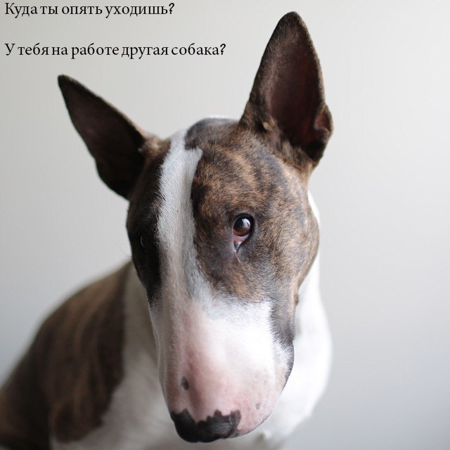 Английский бультерьер. - 26 октября 2016 в 10:48