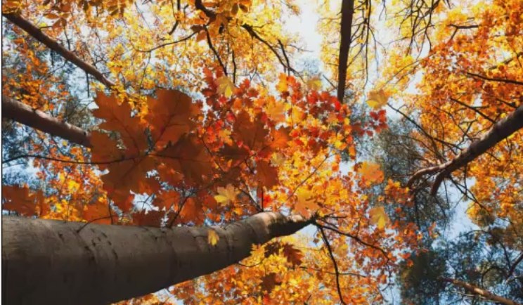  - 29  2016  08:15 - 2