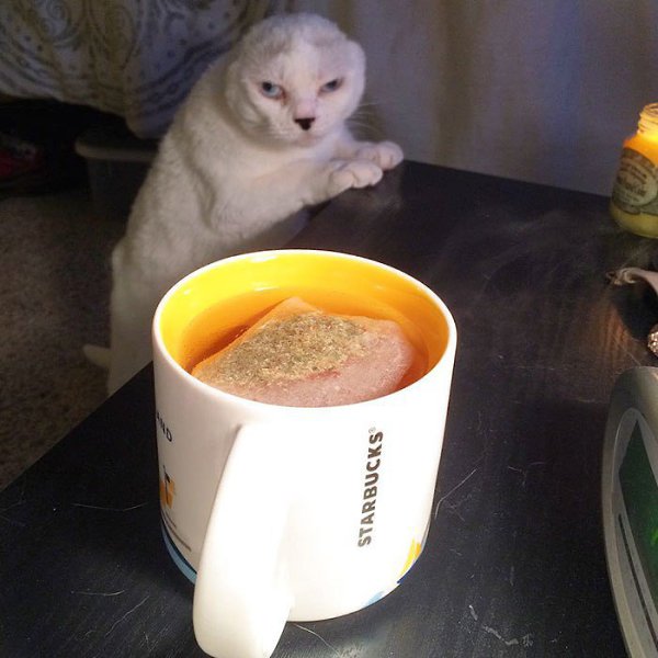 Девушка взяла из приюта глухонемого безухого старого всеми забытого кота, который впоследствии её ... - 7