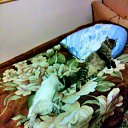 ���� �������, ����������� - ��������� 22 ������� 2016 � ������ ���� ����������