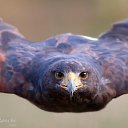 ���� �������, ����������� - ��������� 22 ������� 2016 � ������ �well�