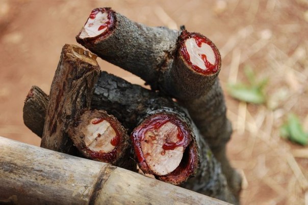  .  (. Pterocarpus angolensis)       ...