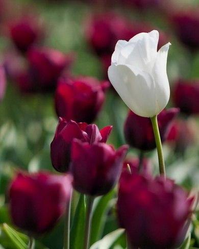 В мире чувств — как в букете цветов… всегда есть один цветок, который в твоих глазах отражается по ... - 6