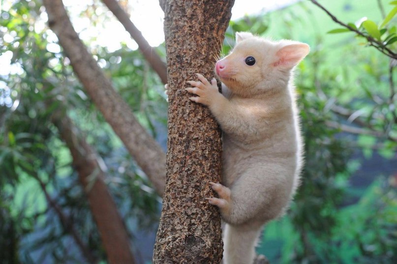        (Trichosurus vulpecula),   ...