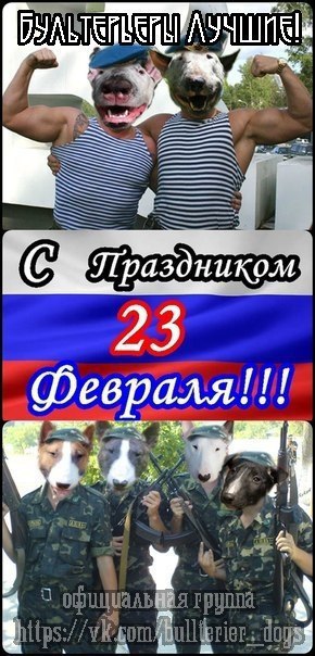 Английский бультерьер. - 23 февраля 2017 в 10:32
