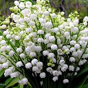 ���� ������, ������, 63 ���� - ��������� 26 ������ 2016