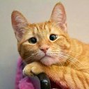 ���� ��������, ���������, 54 ���� - ��������� 22 ������� 2016 � ������ ���� ����������