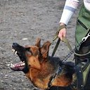 ���� Miss, ������, 49 ��� - ��������� 13 ������� 2017 � ������ ���� Bodyguard,��� ������ �������� �������������