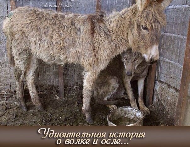 Волк и осел... В горах на севере Албании в городе Patok, был пойман волк и помещен в загон. Для ...