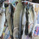 ���� ������, ������������, 68 ��� - ��������� 2 ������� 2016 � ������ ���� ����������