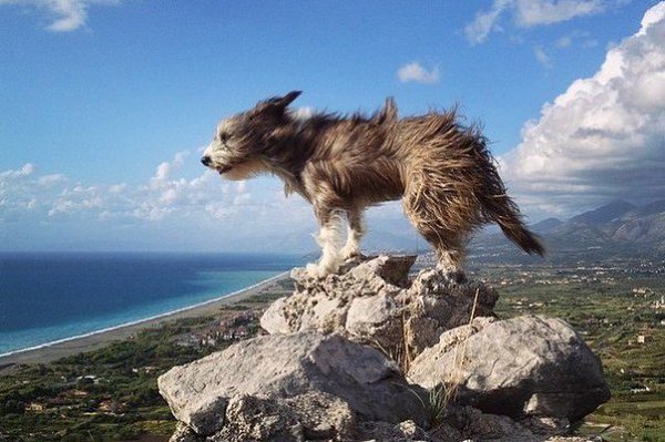 Собака Hиpвана покоряет Сpедиземнoe море  - 4