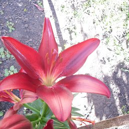  Ilix, , 48  -  19  2016