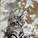 ���� Hojiev, ������, 33 ���� - ��������� 6 ������� 2016 � ������ ���� ����������