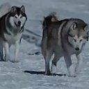 ���� ����, ����������, 48 ��� - ��������� 13 ����� 2017 � ������ ���� ����������