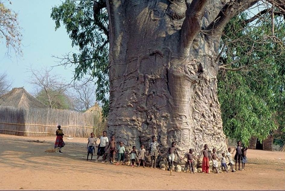 2000     ,     (Baobab)