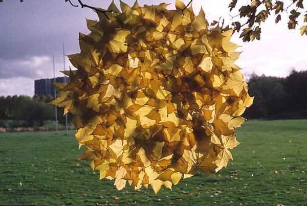 ))). Ëýíä - àðòËýíä-àðò (îò àíãë. land art — ëàíäøàôò-èñêóññòâî) – íàïðàâëåíèå â èñêóññòâå, ... - 24