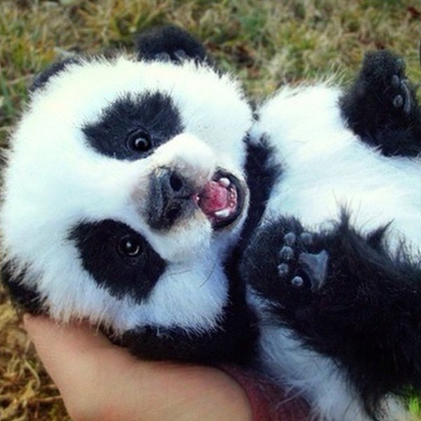 ���� �����. - 5