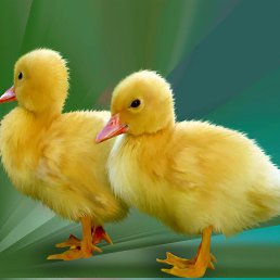 �����, ������, 45 ���