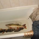 ���� ������, ������, 46 ��� - ��������� 17 ��� 2017 � ������ ���� ����������