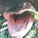 ���� ���������, ������, 55 ��� - ��������� 28 ���� 2017 � ������ ������ ��������