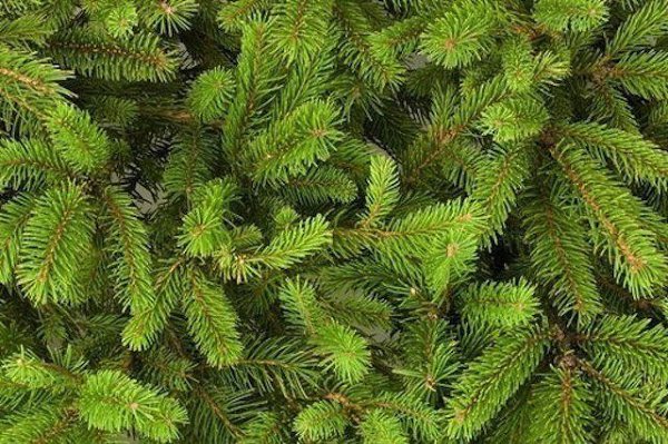 � ������ ������� ���������� � 8 ��� ������ �������� �, ��� � ���������