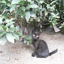  , , 60  -  30  2017   29.08.17.,  .