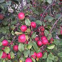 ���� Galina, �����-��������� - ��������� 18 ������� 2017 � ������ ������ ��������