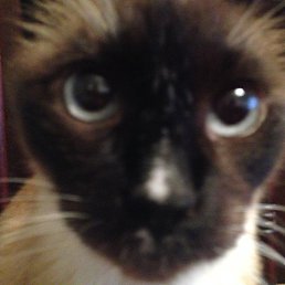 Aleksander, ������, 42 ����