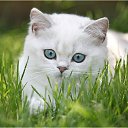 ���� ��������, ��������� - ��������� 29 ������ 2017 � ������ �������...�