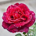 ���� ������, ������ - ��������� 2 ���� 2017 � ������ ������ ��������