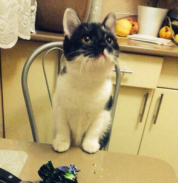 #Безкота_добро.Три года назад, по моей глупости и неопытности, у меня не стало любимого питомца.Мы с ... - 5
