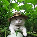 ���� �����, ��������� - ��������� 29 ���� 2017 � ������ ������ ��������