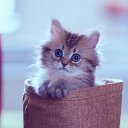 ���� ������, ����� - ��������� 15 ������� 2017