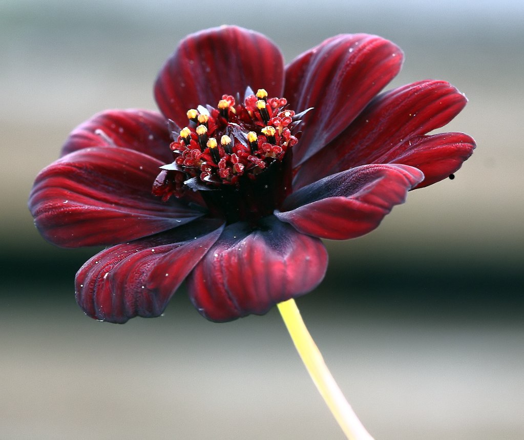  (  Cosmos atrosanguineus)  ,     ...