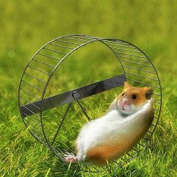 ���� ������, ���������, 36 ��� - ��������� 9 �������� 2017