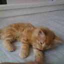 ���� ����, �����, 39 ��� - ��������� 2 ������� 2017