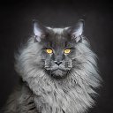 maine-coon-cat   