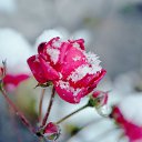 ���� ������, ������������ - ��������� 8 ������ 2017 � ������ ����� ��� �������� �����