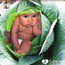 ���� ��������, ����, 70 ��� - ��������� 25 ��� 2017 � ������ ���� ����������