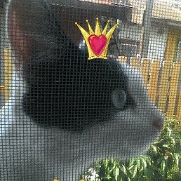 ���� �������, ���, 26 ��� - ��������� 16 �������� 2017