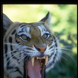 �����, ���������, 51 ���