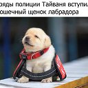 ���� �������, �����-���������, 55 ��� - ��������� 16 ���� 2017 � ������ ���������Ȼ